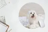 MuchoWow® Mauspad Mousepad Ein Malteser Hund liegt auf Produktbild-Vorschau 5