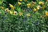 Echinops ritro 'Veitchs Blue', Kugeldistel, stahlblau, ca. Produktbild-Vorschau 3