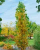 Liriodendron tulipifera 'Fastigiatum', Tulpenbaum, 100–125 Produktbild-Vorschau 2