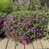Stauden Gänge 3 x Geranium sanguineum 'Max Frei' - Blut Produktbild-Vorschau 3