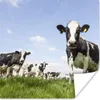 MuchoWow® Poster Kühe - Gras - Tiere - Sonne - Bauernhof Produktbild-Vorschau 1