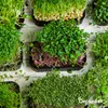 Balenie mikrozeleniny (Babyleaf & Microleaf) – 12 druhov Náhľad obrázku produktu 4