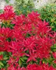 Pieris japonica 'Forest Flame', Japanische Lavendelheide, Produktbild-Vorschau 8