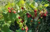 Lampone Rosso d'Autunno 2L Anteprima dell’immagine prodotto 5