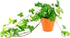 Gardners Hedera helix mix, priemer 9 cm Náhľad obrázku produktu 2