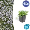 Bodembedekker - Blauer Bubikopf - Isotoma fluviatilis - 9 Productafbeelding-voorbeeld 1