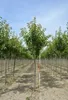 Prunus serr. 'Kanzan' - Ciliegio ornamentale giapponese Anteprima dell’immagine prodotto 3