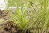 Japanisches Berggras, im Topf - Hakonechloa macra Produktbild-Vorschau 6