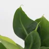 Plantes d'intérieur tendance - Set de 4 - Hauteur 25-40cm - Voir les images du produit 4