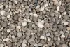 Umbonium vestiarium,verpackt mit 0,5kg, Größe ca. 0,5-1cm, Produktbild-Vorschau 3