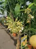 A close-up view of a grapefruit tree with developing fruit and flowers, with a yellow tag hanging from a branch. Náhled obrázku produktu
