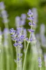 Lavandula angustifolia 'Munstead', Lavendel, violett, ca. Produktbild-Vorschau 7