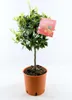 A potted mandarin tree with a plant tag. Anteprima dell’immagine prodotto