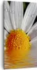 Bild auf Leinwand - Leinwandbild - Kraut Kamille Blume Produktbild-Vorschau 1