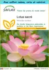 SAFLAX Ensemble-cadeau - Lotus sacré - 8 graines - Nelumbo Voir les images du produit 1