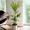 Kencja - Howea forsteriana - Wysokość 90-100cm - ⌀18cm Podgląd zdjęcia produktu 6