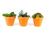 Gardners Begonia rex mix, priemer 6 cm Náhľad obrázku produktu 2