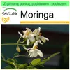 SAFLAX - Garden to go - Moringa - 10 Nasiona - Z doniczką, Podgląd zdjęcia produktu 10