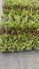 5 Rhipsalis Cassutha mix hauteur 10-15 cm, pot-Ø 5,5 cm - Voir les images du produit 2
