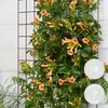Bloomique - Zestaw 2 szt. - Campsis Radicans Galen - Kwiat Podgląd zdjęcia produktu 2