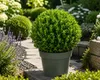 Ilex crenata Jenny Kugel Ø ca. 20 cm | Japanische Produktbild-Vorschau 1
