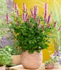 BALDUR Garten 2x Agastache 'Beelicious® Pink', Pflanzen im Produktbild-Vorschau 3