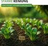 Pak Choi Chinesischer Senfkohl Samen - Brassica rapa - Produktbild-Vorschau 5