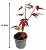 Acer palmatum 'Atropurpureum', environ 30 cm – Érable Voir les images du produit 5