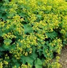 Alchémille molle (Alchemilla mollis) 10-25cm, Ø9cm, 12 Voir les images du produit 1