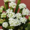 Crassula pyramidalis – pagodová sukulentka – rarita – Náhľad obrázku produktu 4