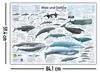 Wale und Delfine Poster deutsch DIN A1 84,1 x 59,4 cm Produktbild-Vorschau 5