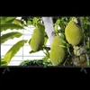 40 TCL 40V5C Fernseher Produktbild-Vorschau 14