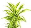 Dračí strom - Dracaena deremensis "Lemon Lime" - Zelená Náhled obrázku produktu 3