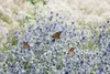 Eryngium planum, żwirek płaskolistny, stalowoniebieski, Podgląd zdjęcia produktu 3