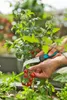 Gardena VeggieCut forbici da potatura Nero, Verde Anteprima dell’immagine prodotto 8