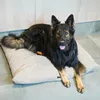 4L Textil MOLLY Hundekissen flauschig Cord Hundebett Grosse Produktbild-Vorschau 3