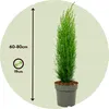 Toskanische Zypresse - Cupressus sempervirens 'Totem' - Produktbild-Vorschau 2