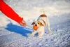 Ball mit Schnur für mittel Hunde, Schwimmt, Bindung Produktbild-Vorschau 6