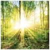 3er Set Wandbild je 30x30cm Glasbild Wald Natur Sonne Produktbild-Vorschau 3