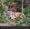 Wandkalender 2027: Wölfe – Beeindruckende Naturfotografie Produktbild-Vorschau 15