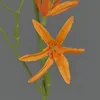 artplants.de Textilblume Tweedia solanoides Pallas, orange, Produktbild-Vorschau 2