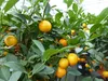 Calamondin Stamm Busch Orange Citrus Mitis 70 - 80 cm Produktbild-Vorschau 4