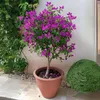 Bugenwilla - Bougainvillea 'Alexandra' - Wysokość 50-60cm - Podgląd zdjęcia produktu 6
