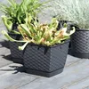 Several potted plants are arranged on a wooden deck. Produktbild-Vorschau
