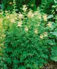 Filipendula ulmaria 'Plena', Mädesüß, gefüllt, ca. 9x9 cm Produktbild-Vorschau 1