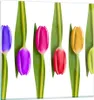 Bilder auf glas - Tulpe Blume Garten Komposition - 70x70cm Produktbild-Vorschau 1