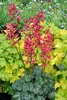 Stauden Gänge 3 x Heuchera Hybride 'Paris' im 1 Liter Topf Produktbild-Vorschau 6