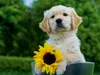 Calvendo Golden Retriever 1000 Teile Puzzle quer 640x480mm, Produktbild-Vorschau 2
