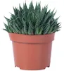 Aloe - pflegeleichte Zimmerpflanze, Aloe aristata 'magic Produktbild-Vorschau 1