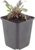 Gaura lindheimeri Siskiyou Pink – 60 roślin – Ø9cm – Podgląd zdjęcia produktu 2